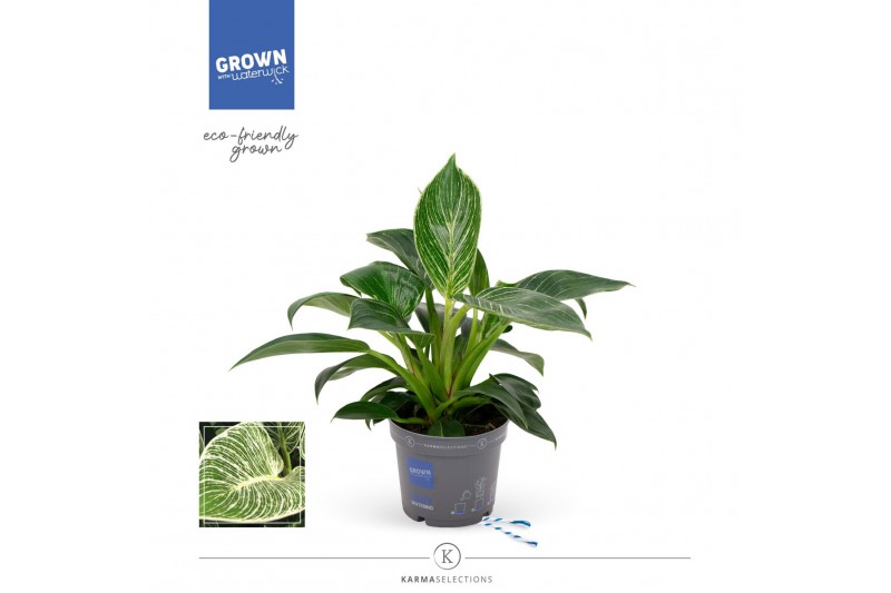 Philodendron karma white stripe 