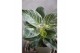 Philodendron karma white stripe 