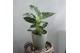 Philodendron karma white stripe 