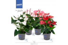 Anthurium andr. mix happy mix