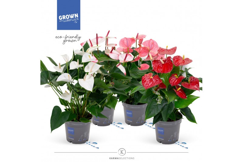 Anthurium andr. mix happy mix 