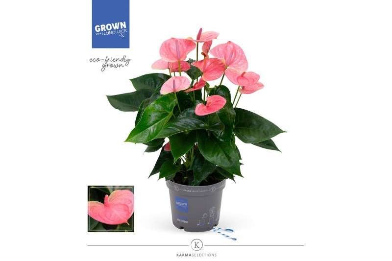 Anthurium andr. sweet dream 