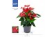 Anthurium andr. karma red 