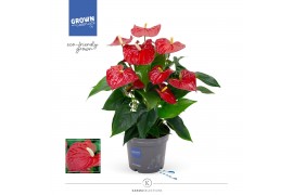 Anthurium andr. karma red
