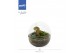 Arrangementen orchidee Jewel Orchid - KARMA Topaz | Terrarium Globe |  