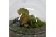 Arrangementen orchidee Jewel Orchid - KARMA Topaz | Terrarium Globe |  