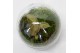 Arrangementen orchidee Jewel Orchid - KARMA Topaz | Terrarium Globe |  