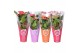 Anthurium andr. mix MoreLips 