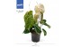 Anthurium crystallinum karma crystal hybrids KARMA Crystal Hybride 