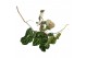Anthurium crystallinum karma crystal hybrids KARMA Crystal Hybride 