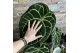 Anthurium crystallinum karma crystal hybrids KARMA Crystal Hybride 