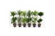 Dracaena mix 45-carrousel 