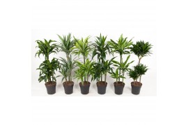 Dracaena mix 45-carrousel
