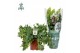 Phlebodium aureum davana Air So Pure 