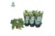Phlebodium aureum davana Air So Pure 
