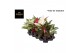 Aglaonema mix exclusive 