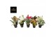 Aglaonema mix exclusive 