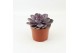 Echeveria perle von nurnberg 