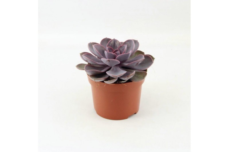 Echeveria perle von nurnberg 