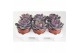 Echeveria perle von nurnberg 