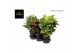 Aglaonema mix 