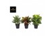 Aglaonema mix 