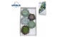 Echeveria snij Echeveria Mix (wincx) Cutfl (5spc.) 999 