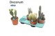 Cactus mix Cactus Column Mix (4spc.) (decorum) 