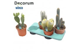 Cactus mix Cactus Column Mix (4spc.) (decorum)