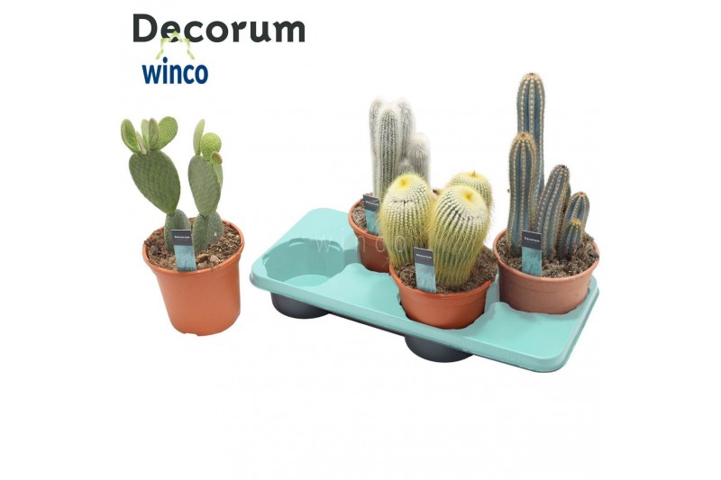 Cactus mix Cactus Column Mix (4spc.) (decorum) Cactus mix Cactus Column Mix (4spc.) (decorum)