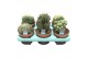 Cactus mix Cactus Mix (6spc.) (decorum) 