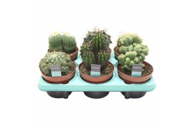 Cactus mix Cactus Mix (6spc.) (decorum)