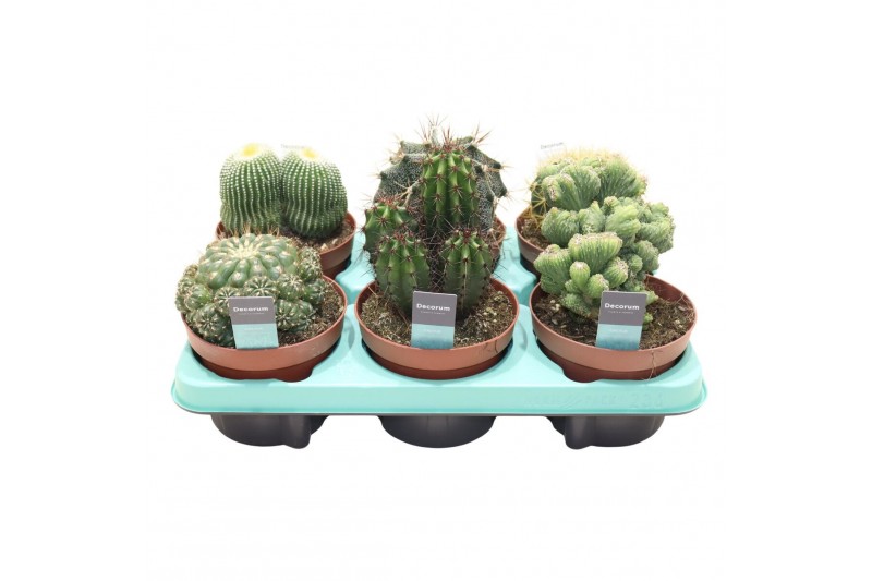 Cactus mix Cactus Mix (6spc.) (decorum) 