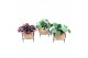 Kamerplanten mix groen Kokodama Industrial Green 