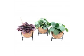 Kamerplanten mix groen Kokodama Industrial Green