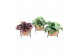 Kamerplanten mix groen Kokodama Industrial Green 