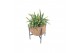 Kamerplanten mix groen Kokodama Industrial Green 