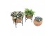 Kamerplanten mix groen Kokodama Industrial Green 