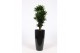 Dracaena fragr. compacta in santorini pot zwart 