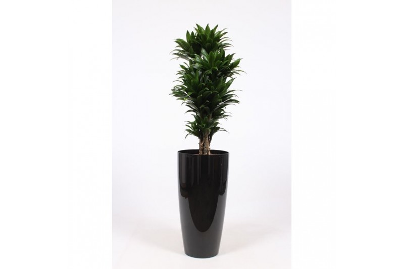 Dracaena fragr. compacta in santorini pot zwart Dracaena fragr. compacta in santorini pot zwart