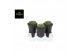 Cactus Gymno Cactus Spineless Island XXL 1 pp 