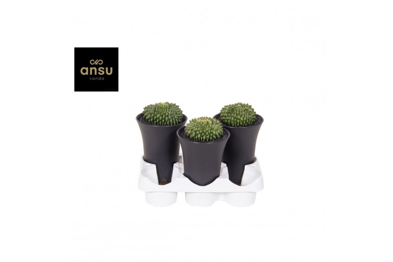 Cactus Gymno Cactus Spineless Island XXL 1 pp 