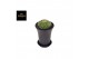Cactus Gymno Cactus Spineless Island XXL 1 pp 
