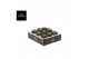 Cactus Gymno Spineless Bridge P7,5 1 pp 