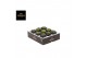 Cactus Gymno Spineless Mountain Twin P7,5 1 pp 