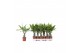 Dracaena fragr. golden coast Enkel stam 