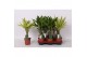 Dracaena fragr. mix 3 soorten Enkel stam - Yellow Coast & Steudneri Gr 