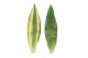 Dracaena fragr. mix 3 soorten Enkel stam - Yellow Coast & Steudneri Gr 
