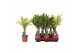 Dracaena fragr. mix 3 soorten Enkel stam - Golden Coast & Yellow Coast 