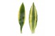 Dracaena fragr. mix 3 soorten Enkel stam - Golden Coast & Yellow Coast 